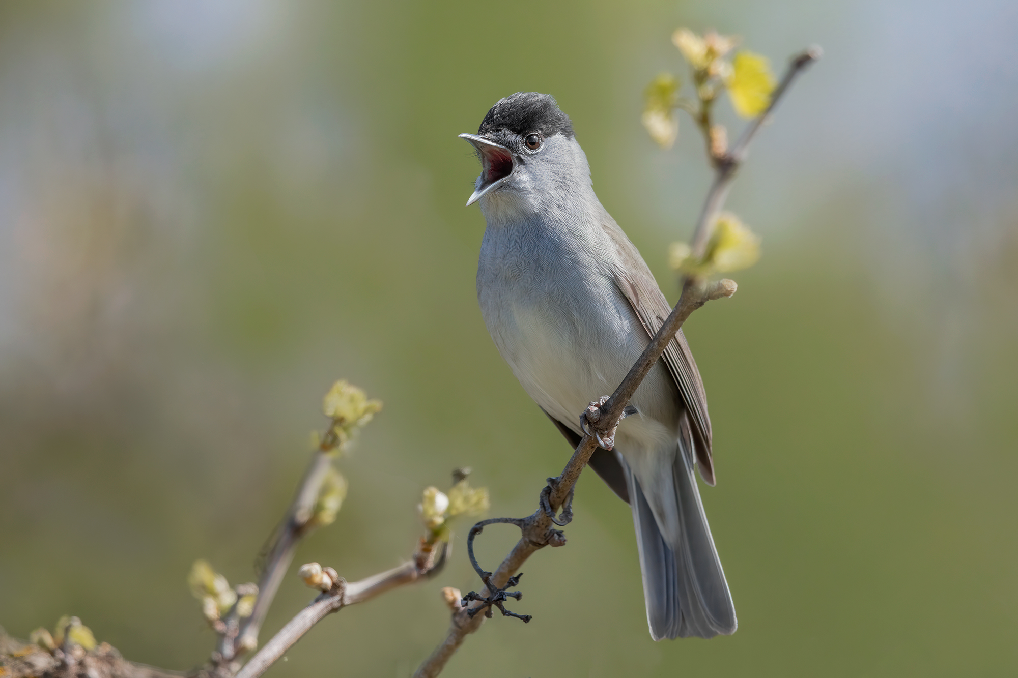 Capinera M (Sylvia atricapilla)