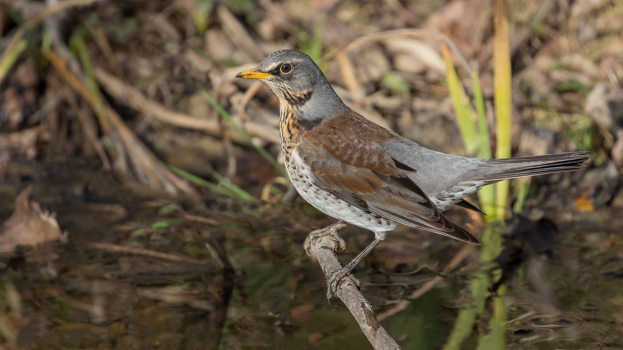 Cesena (Turdus pilaris)