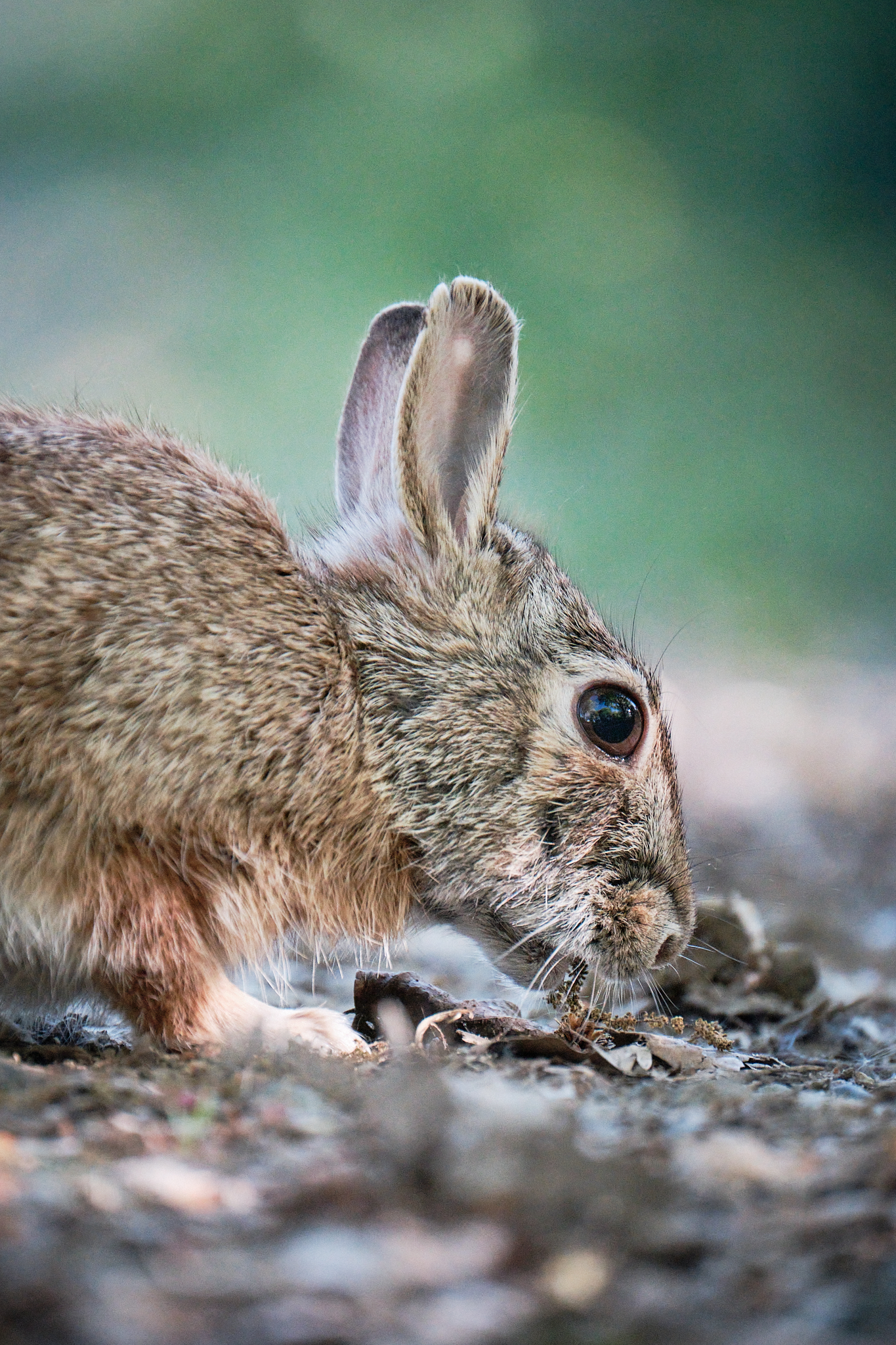 mini hare