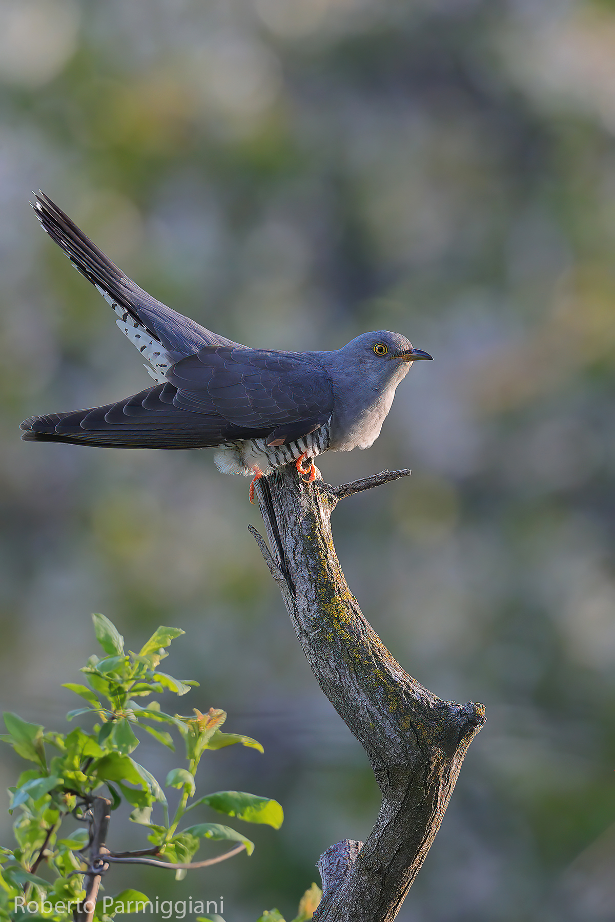 Spring composition with cuckoo