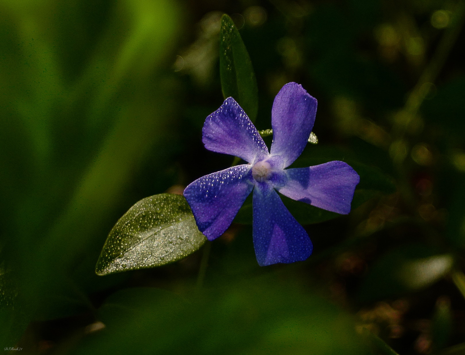 undergrowth