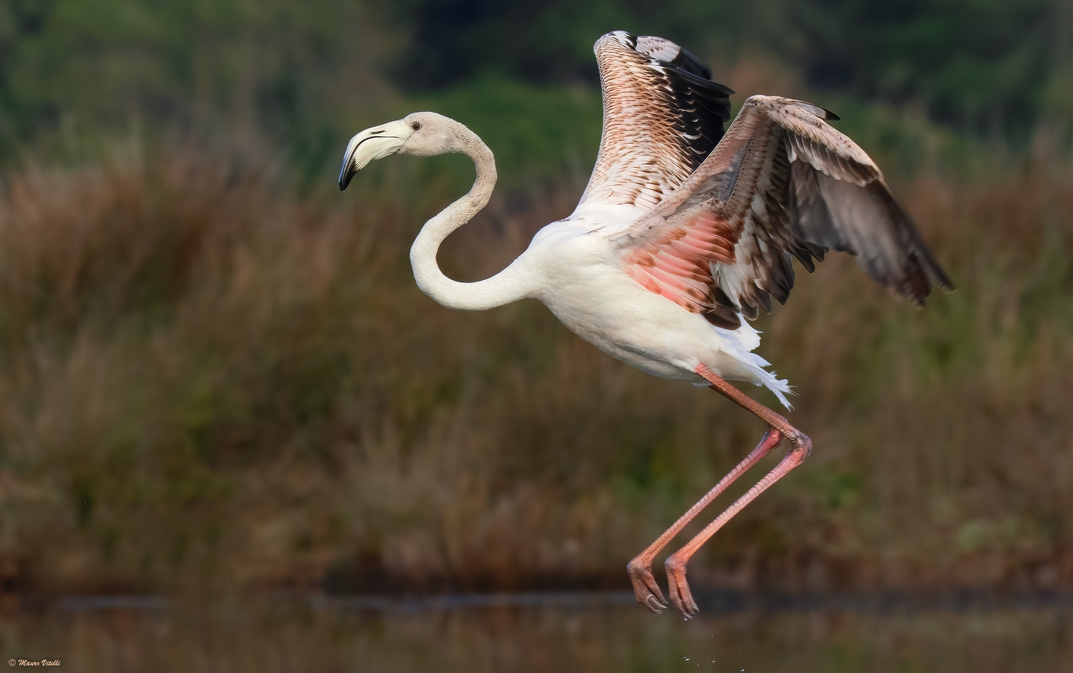 Flamingos landing