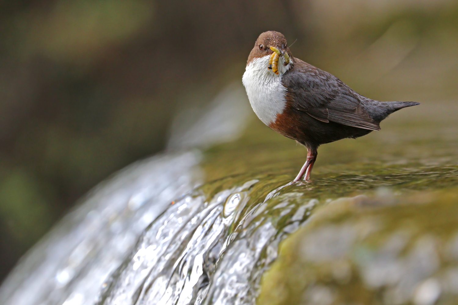 White-throated dipper