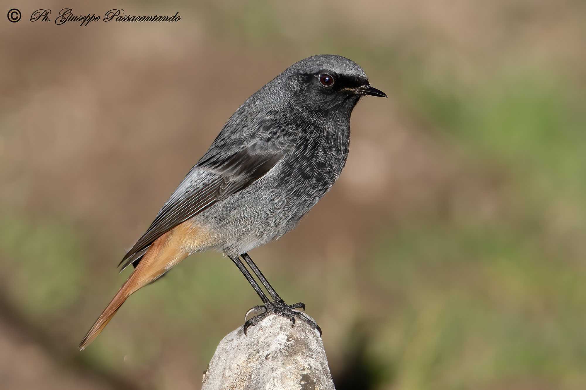 black redstart