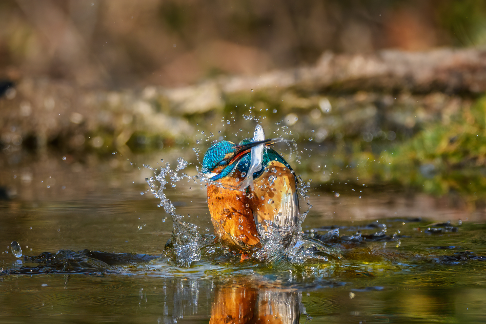 Kingfisher