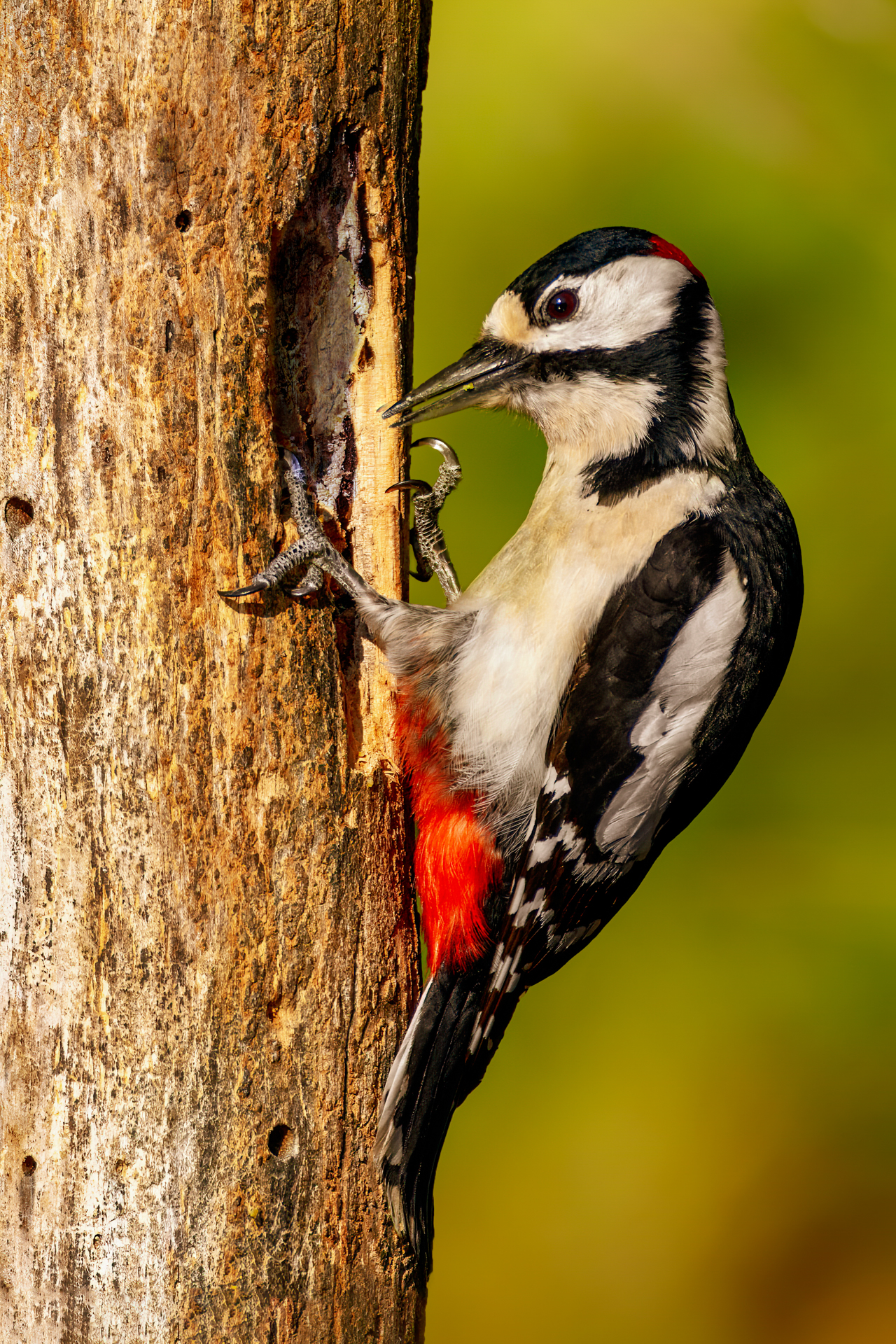 Woodpecker
