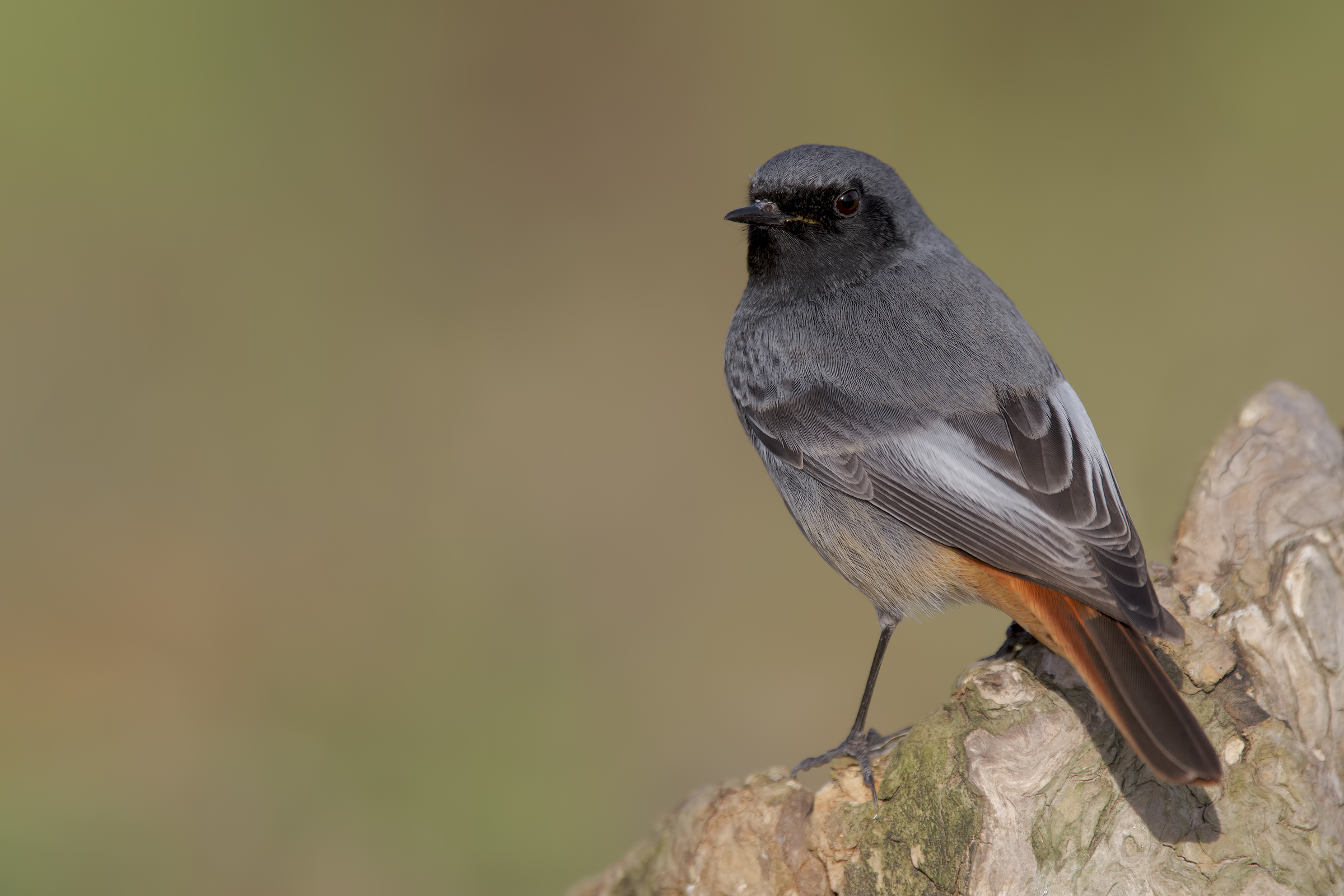 Black redstart