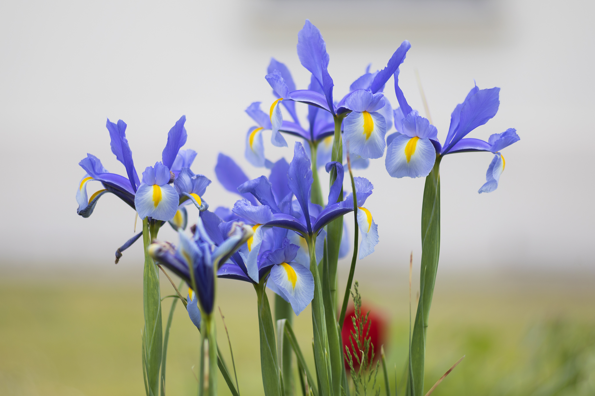 Iris 2