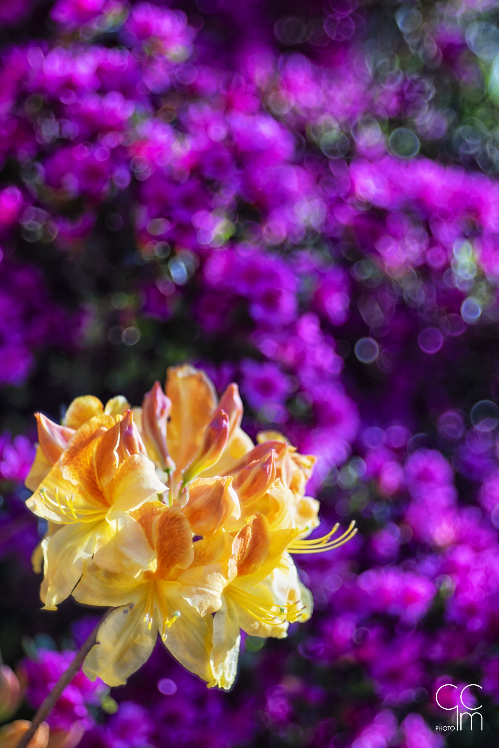 The colors of spring