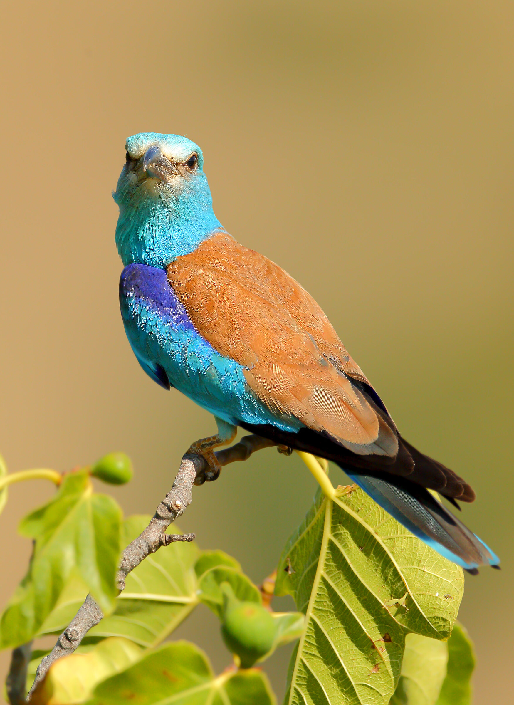 Jay