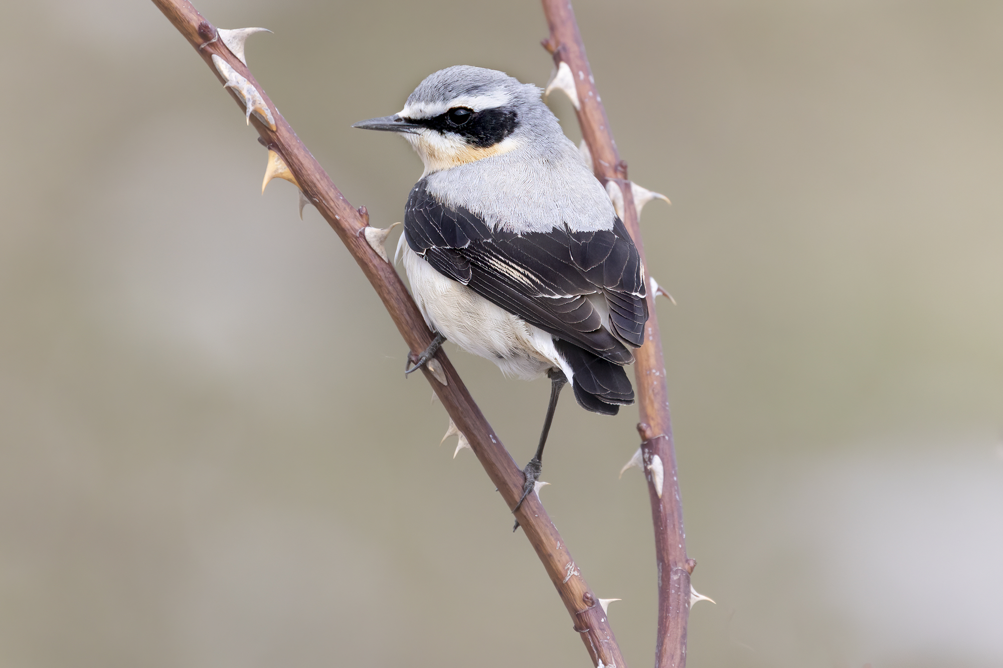 tra le spine, culbianco