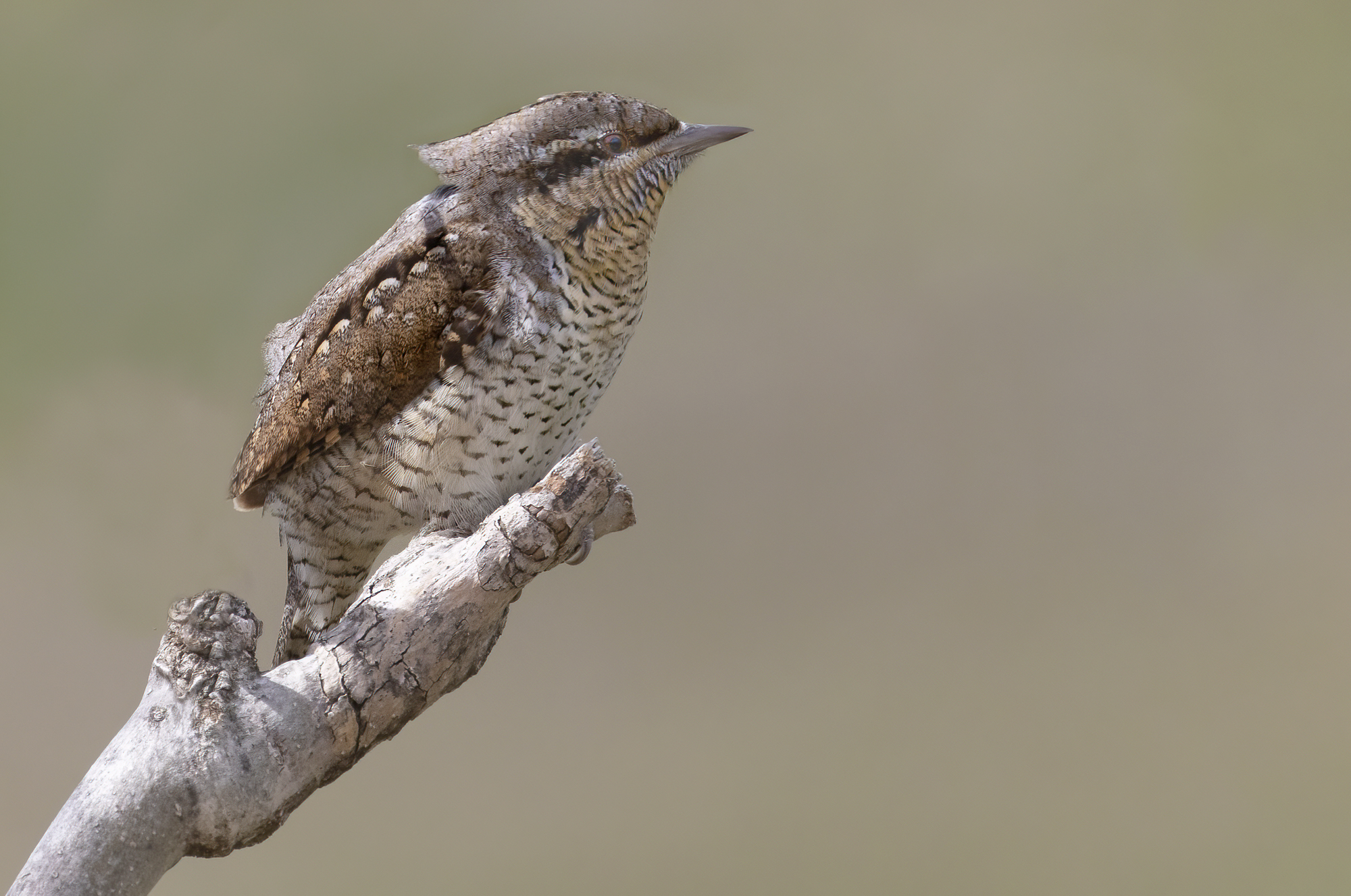 di vedetta, torcicollo