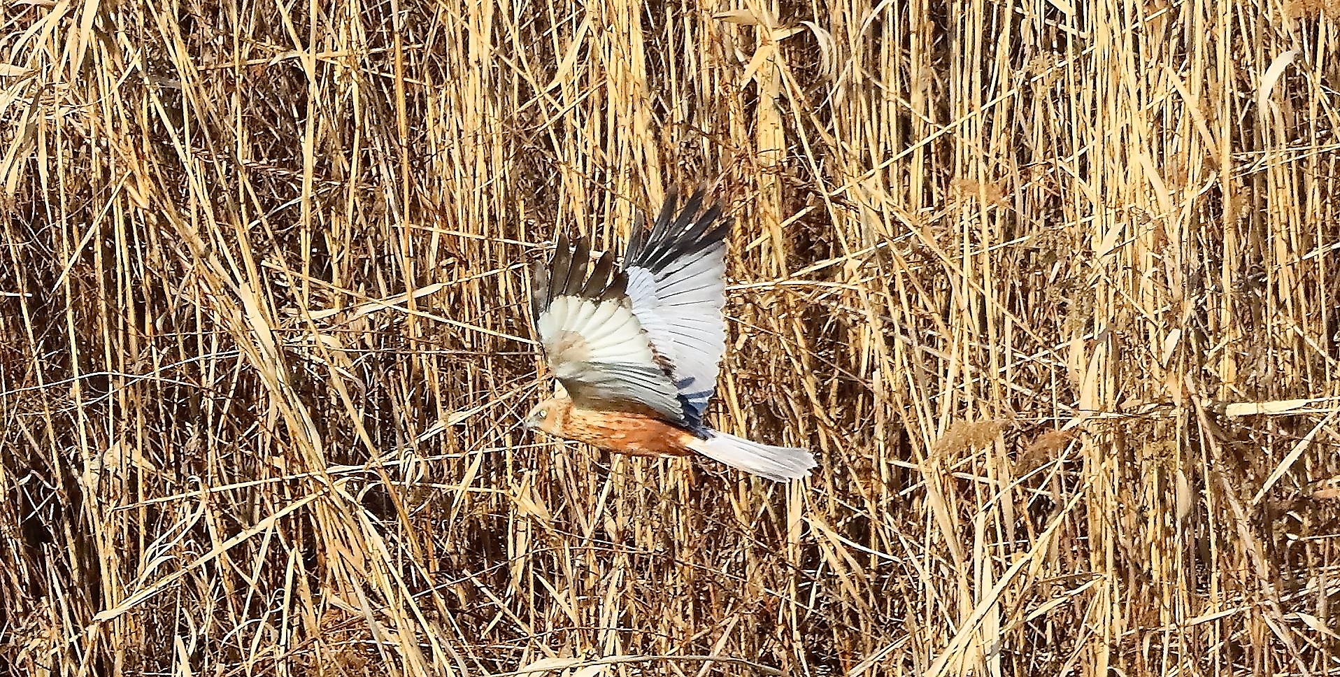 Falco di palude 03-02-2023