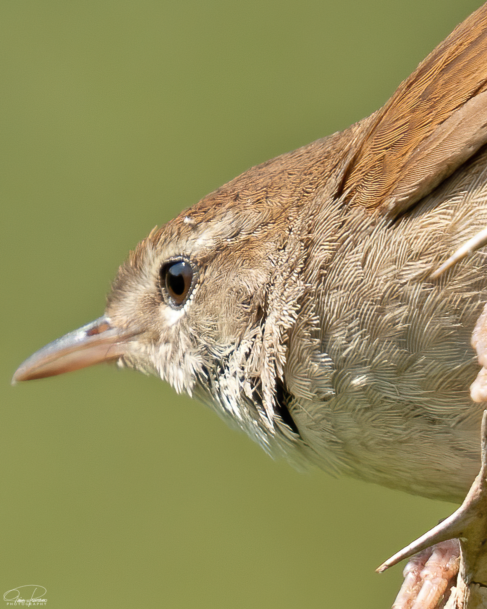 River nightingale