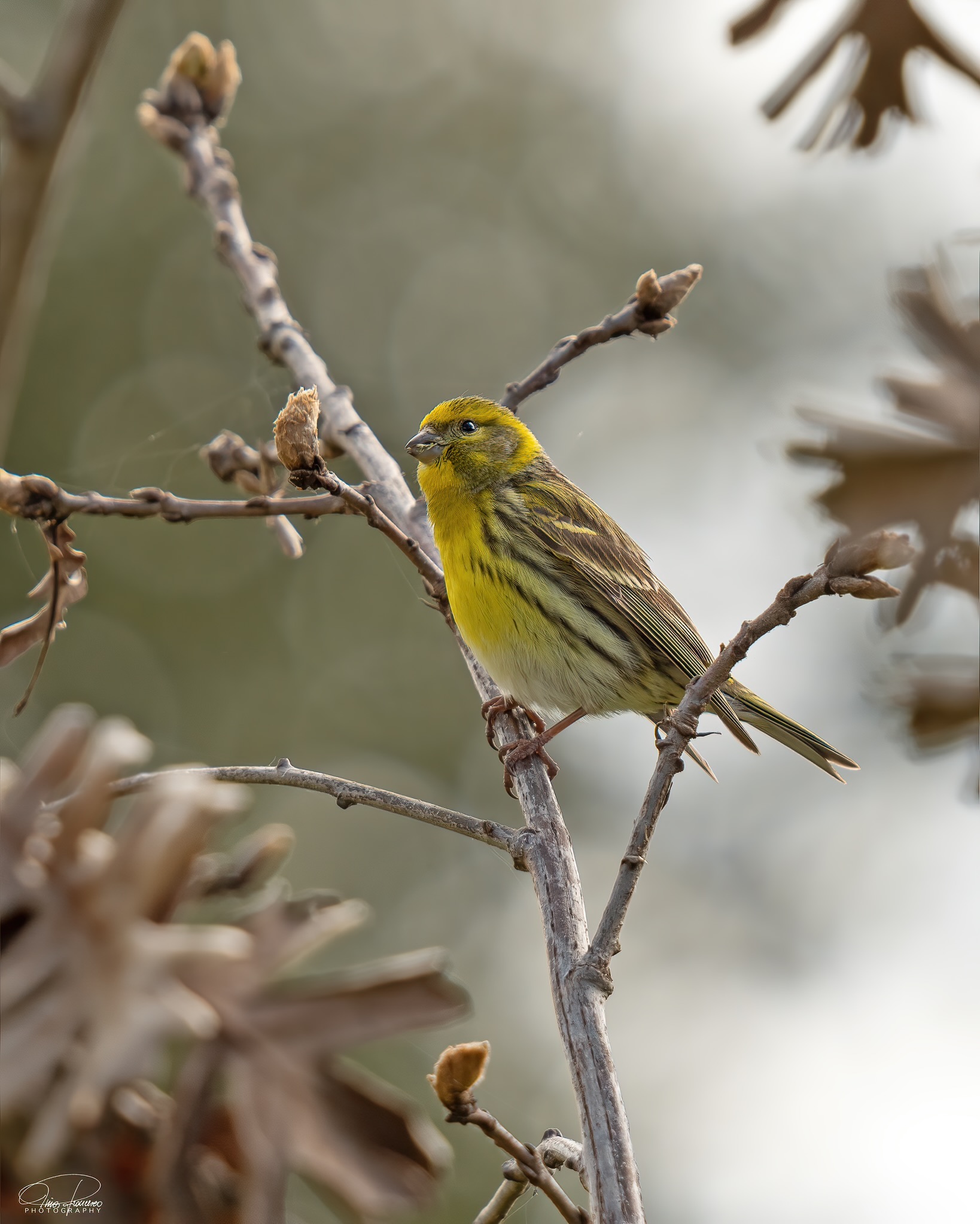 Serin