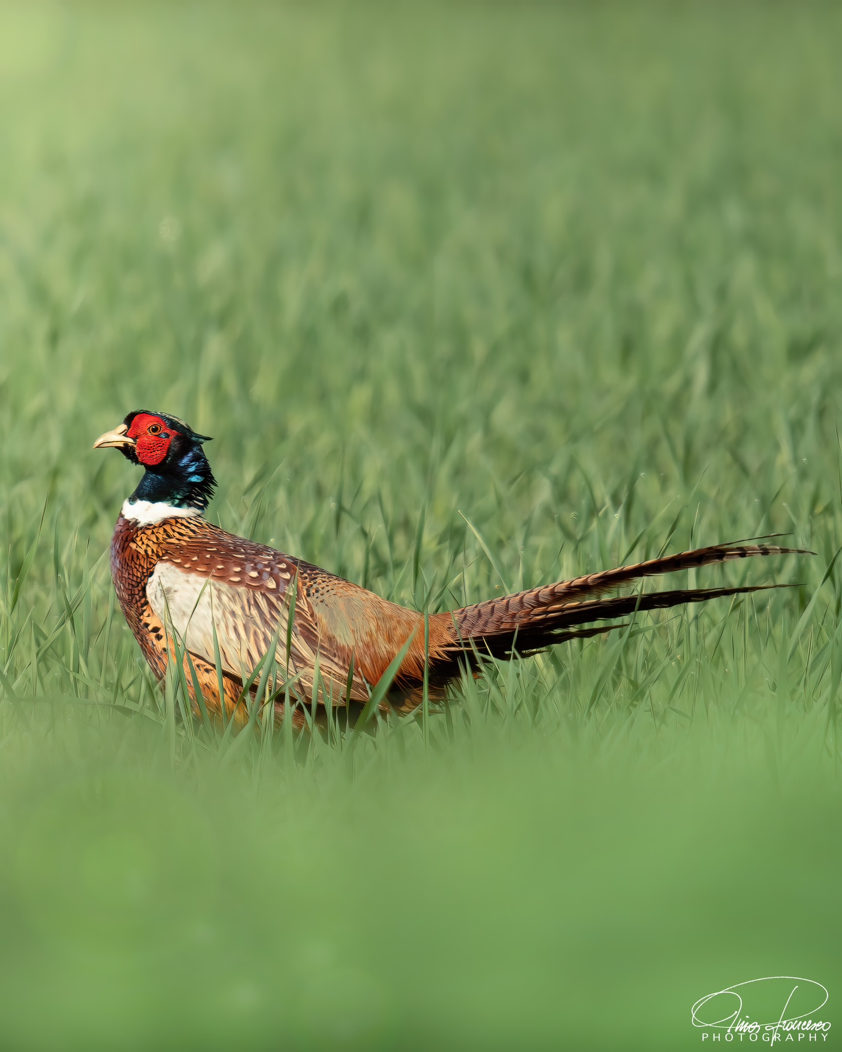 Pheasant