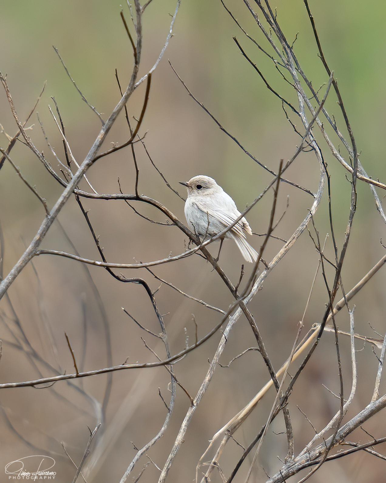 Saltimpalo Leucistico