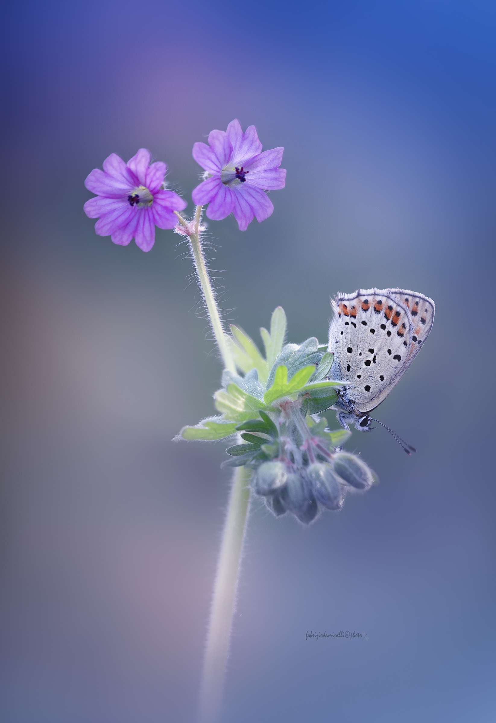 Lycaena tityrus