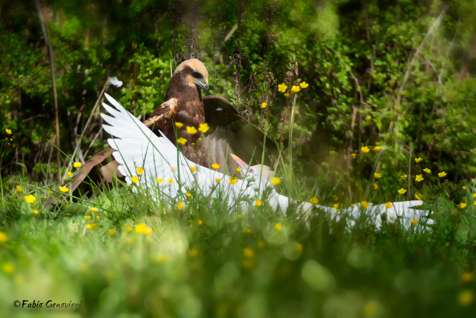 Marsh harrier VS Cattle Guard