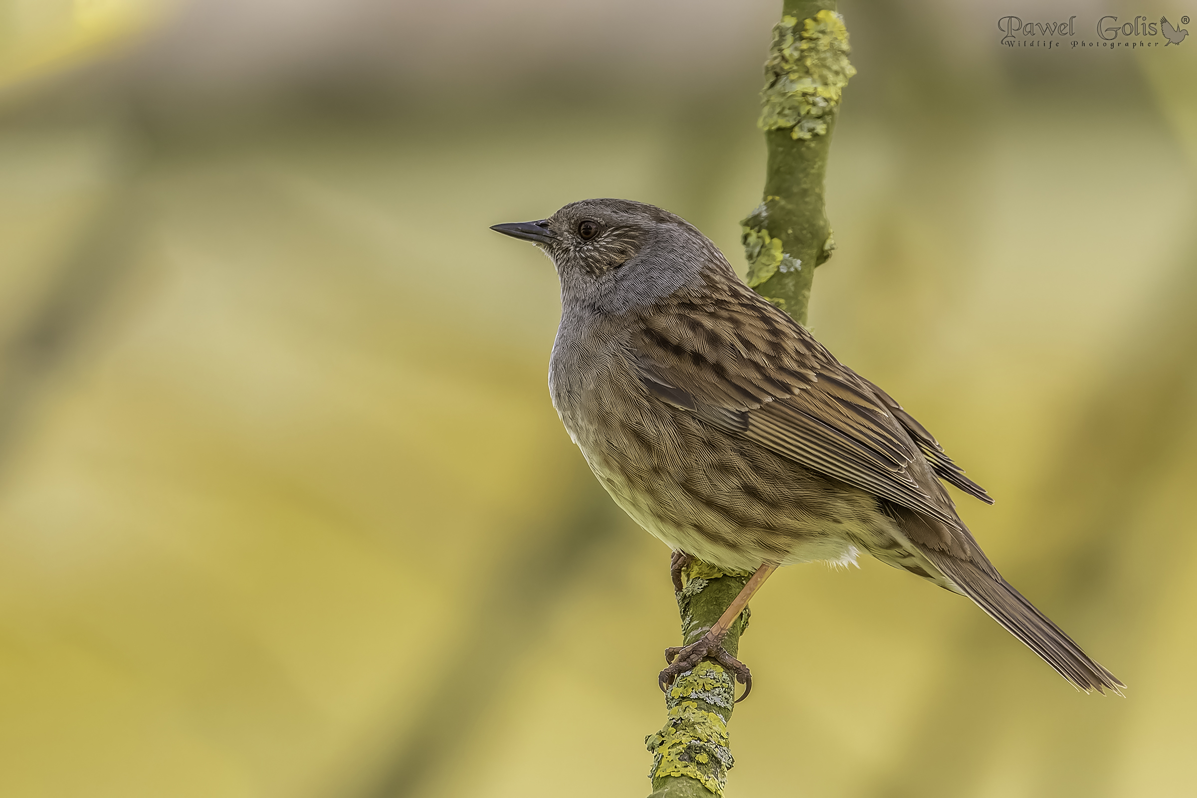 Dunnock (Prunella modularis)