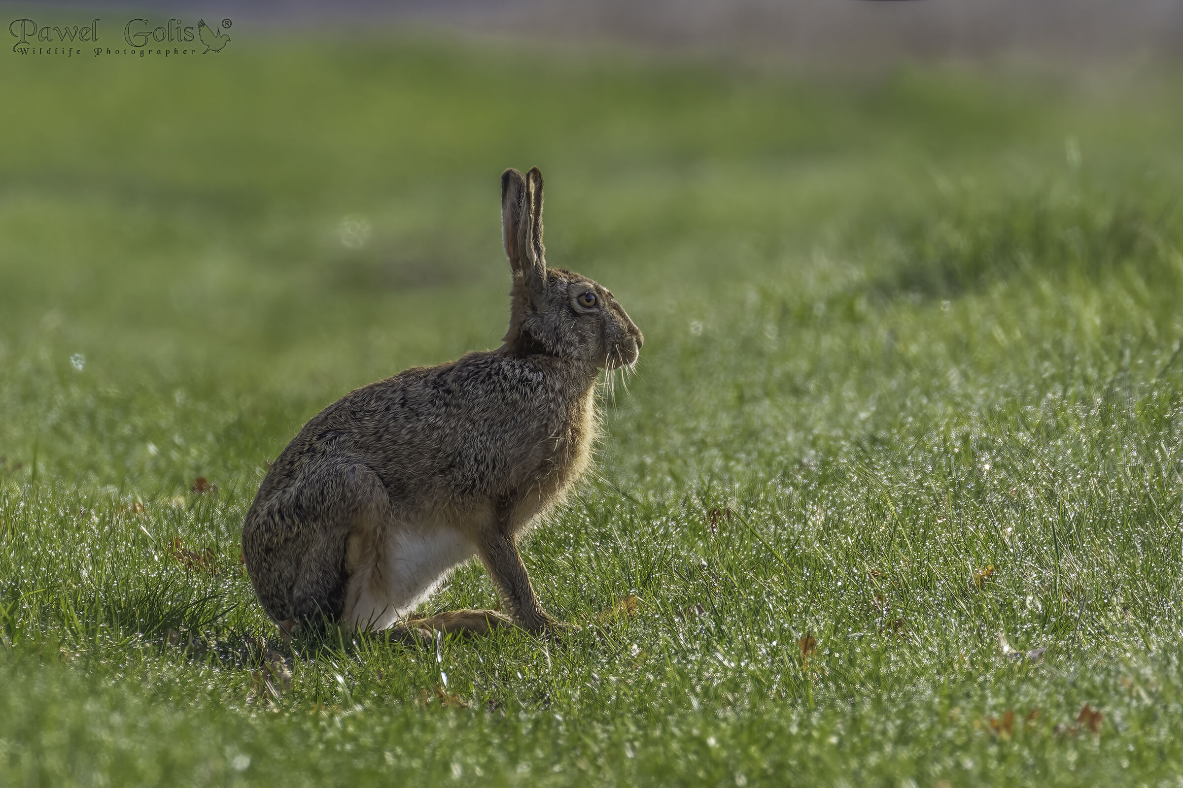 Lepre europea (Lepus europaeus)