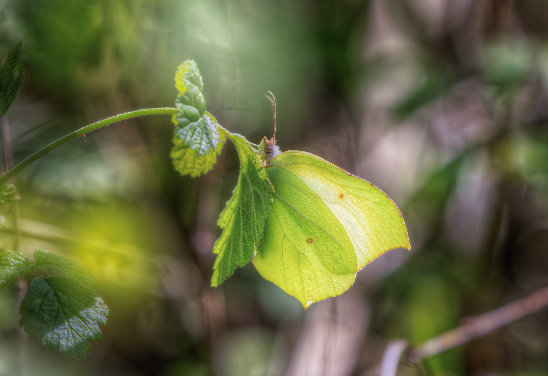 Cedronella: a leaf with wings...