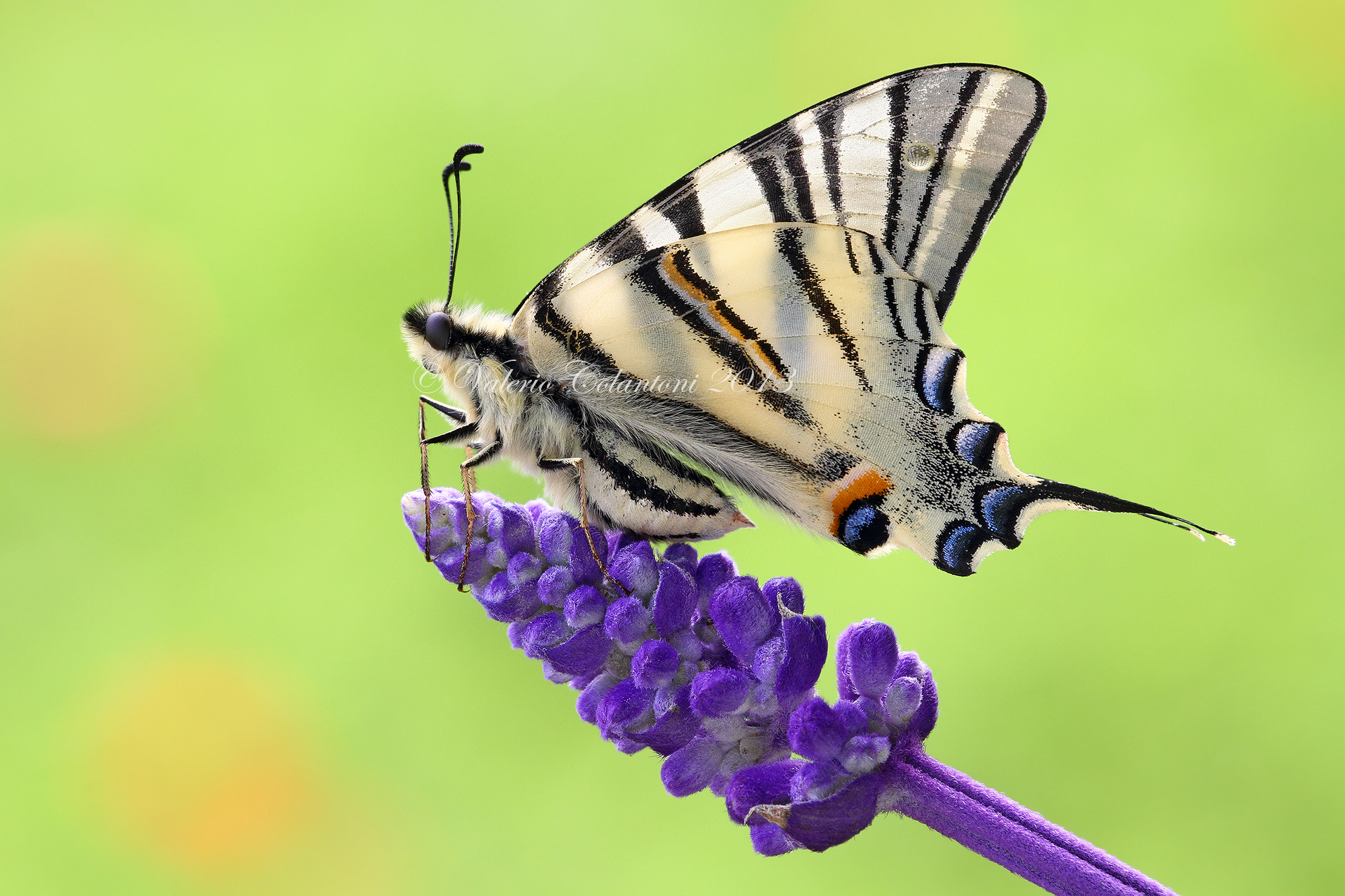 Scarce Swallowtail