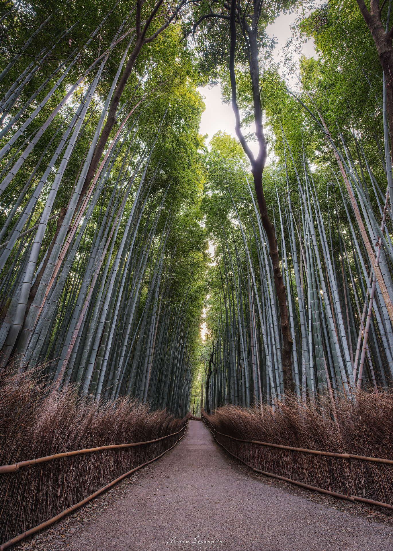 La foresta di Arashiyama