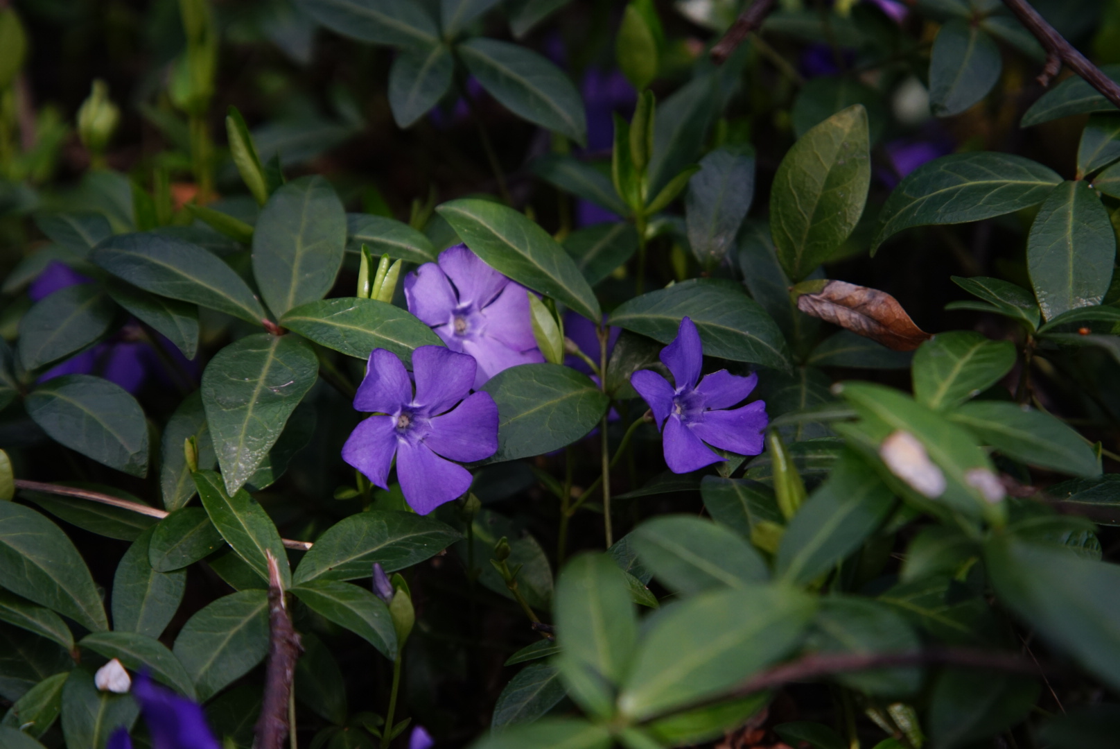 La pervinca minore (Vinca minor L.)