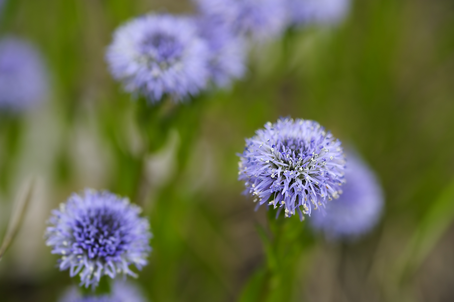 Globularia