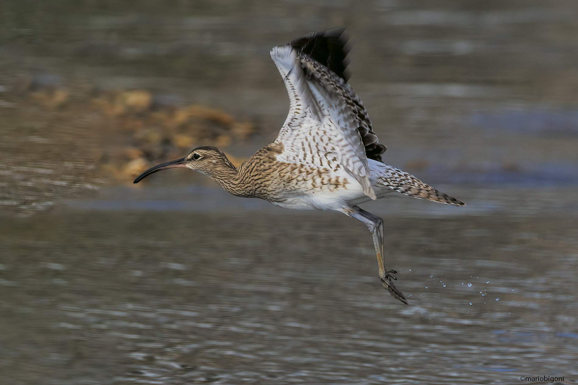 Whimbrel