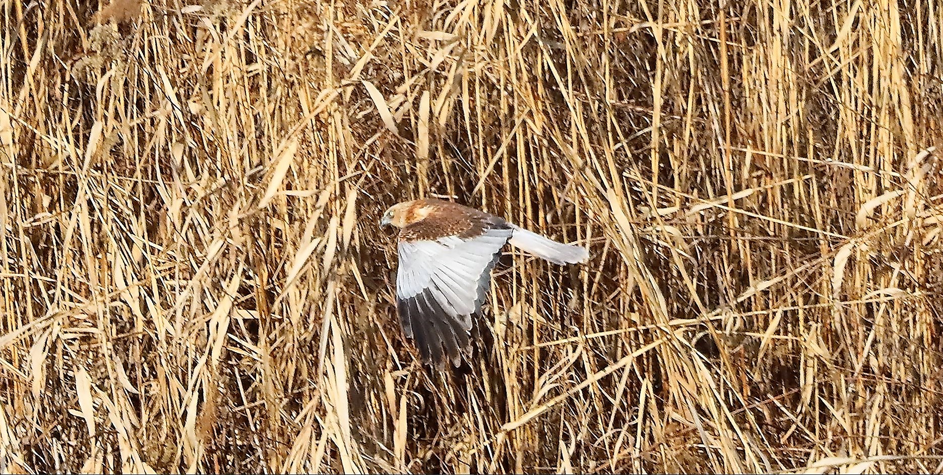 Falco di palude 03-02-2023