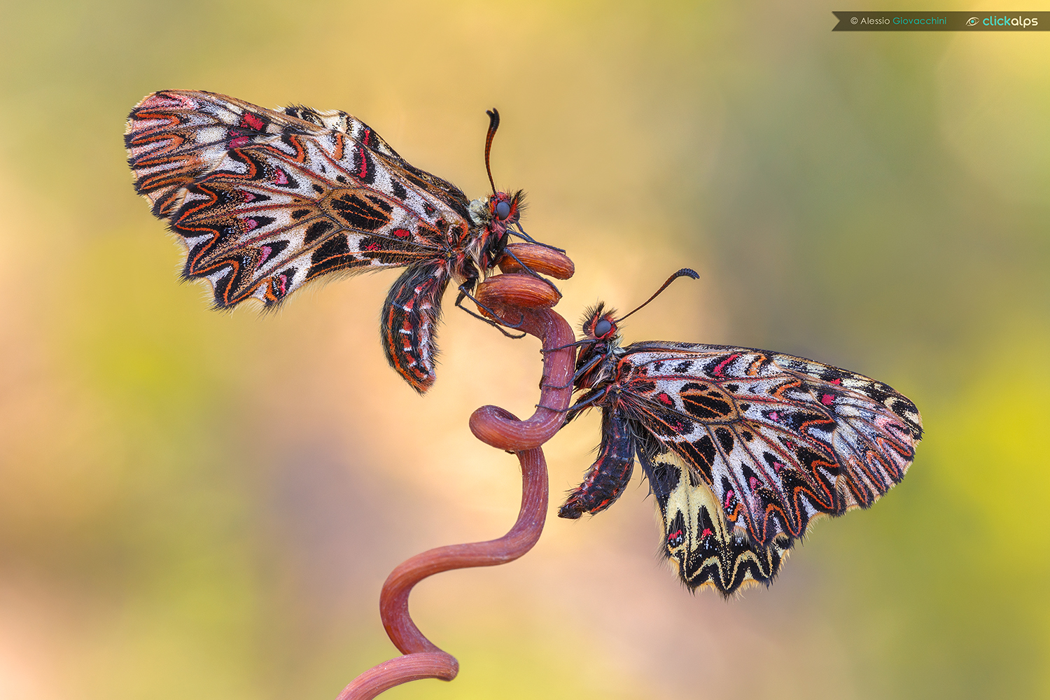 Zerynthia Polyxena