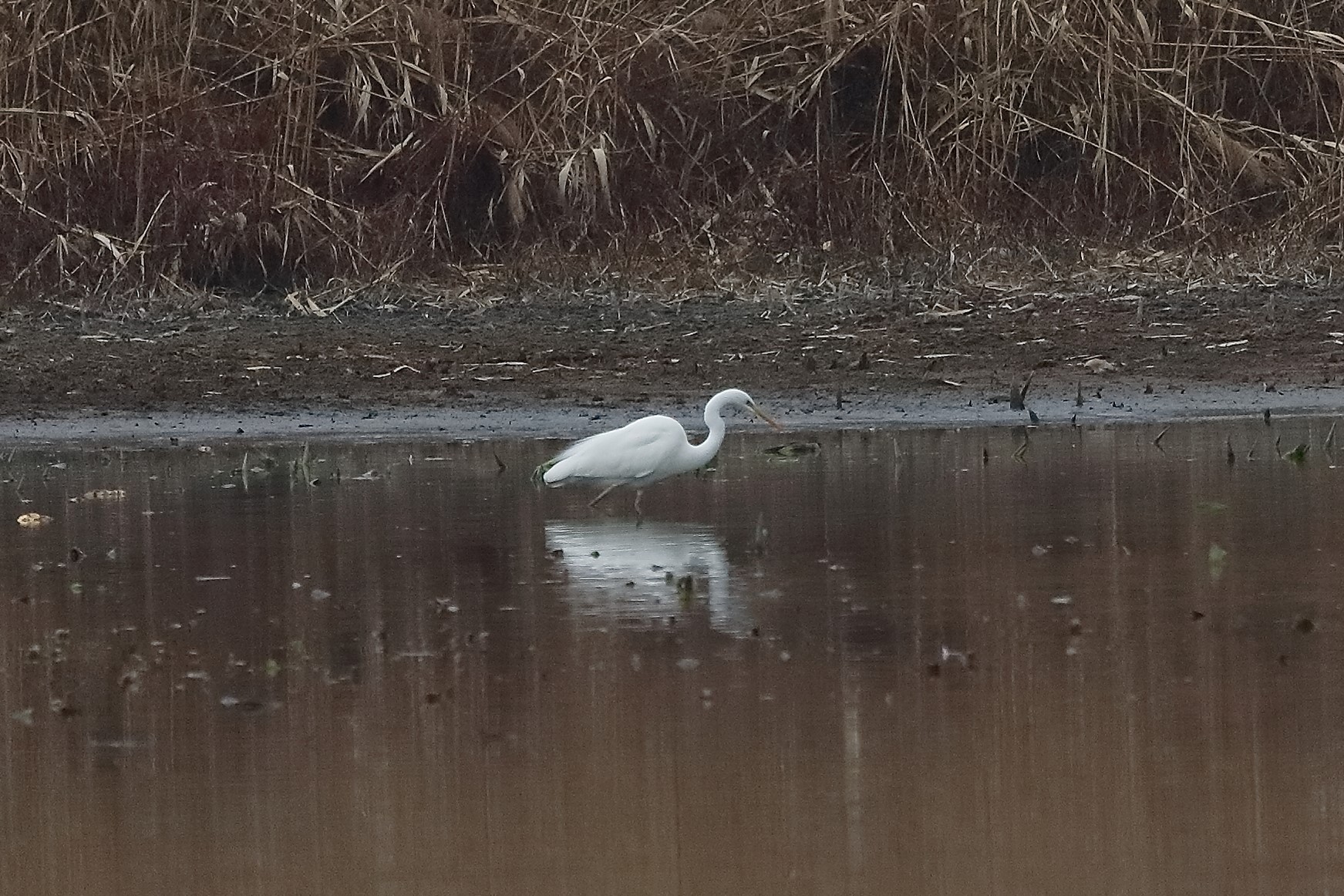 airone BM 22 febbraio 2023