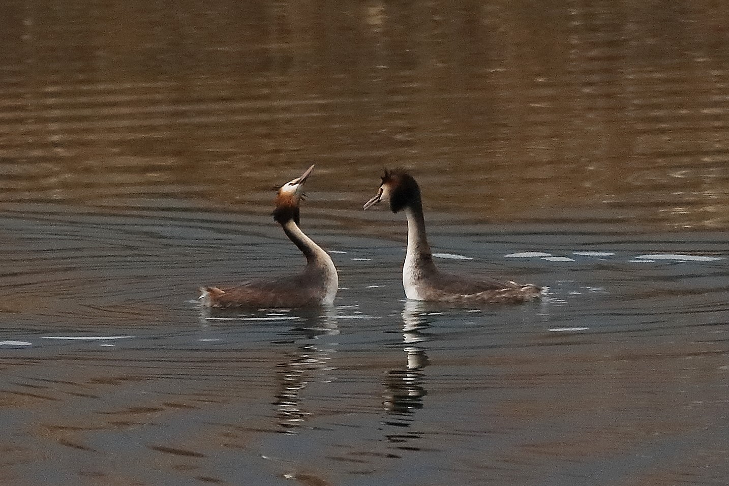 Svassi 22 febbraio 2023