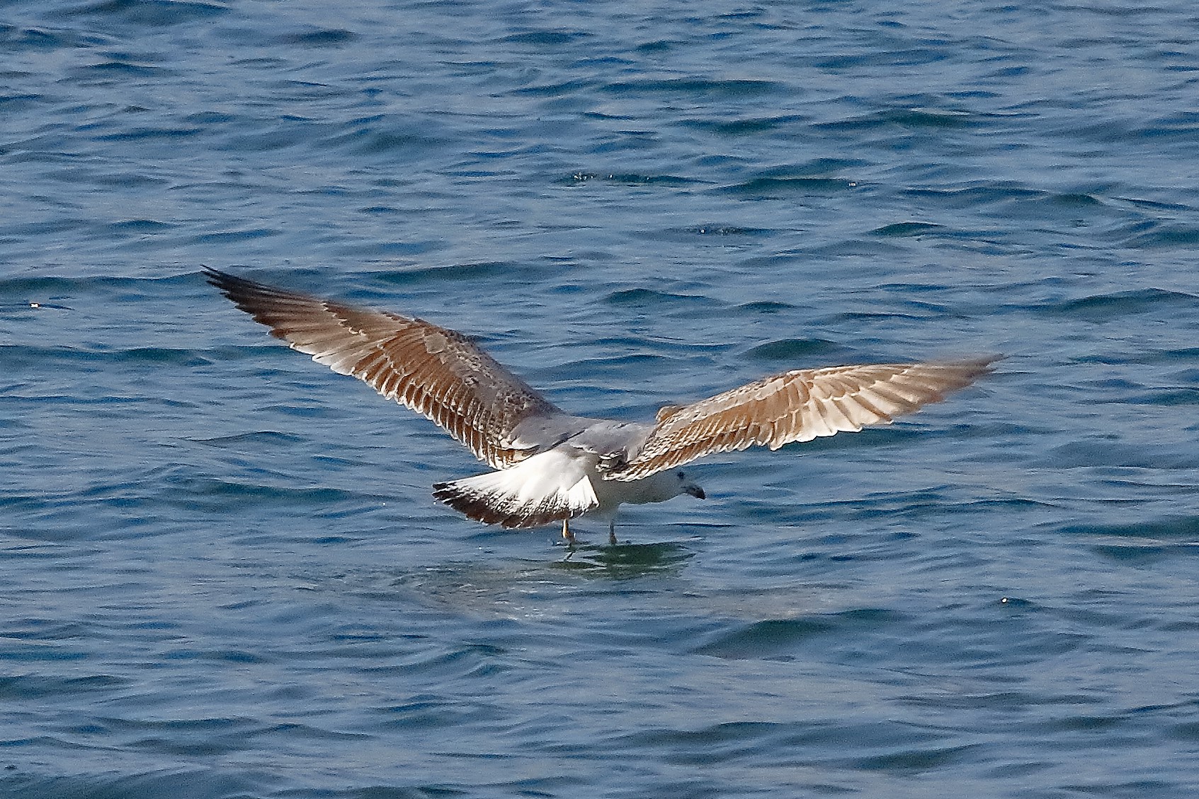 Gabbiano R 25 febbraio 2023