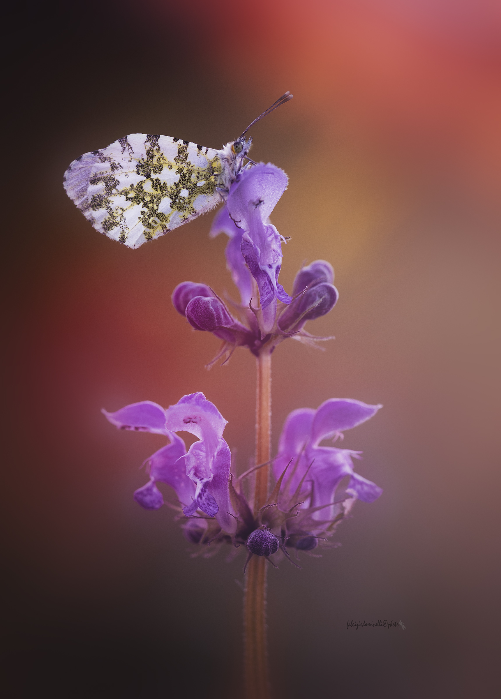 Anthocharis cardamines