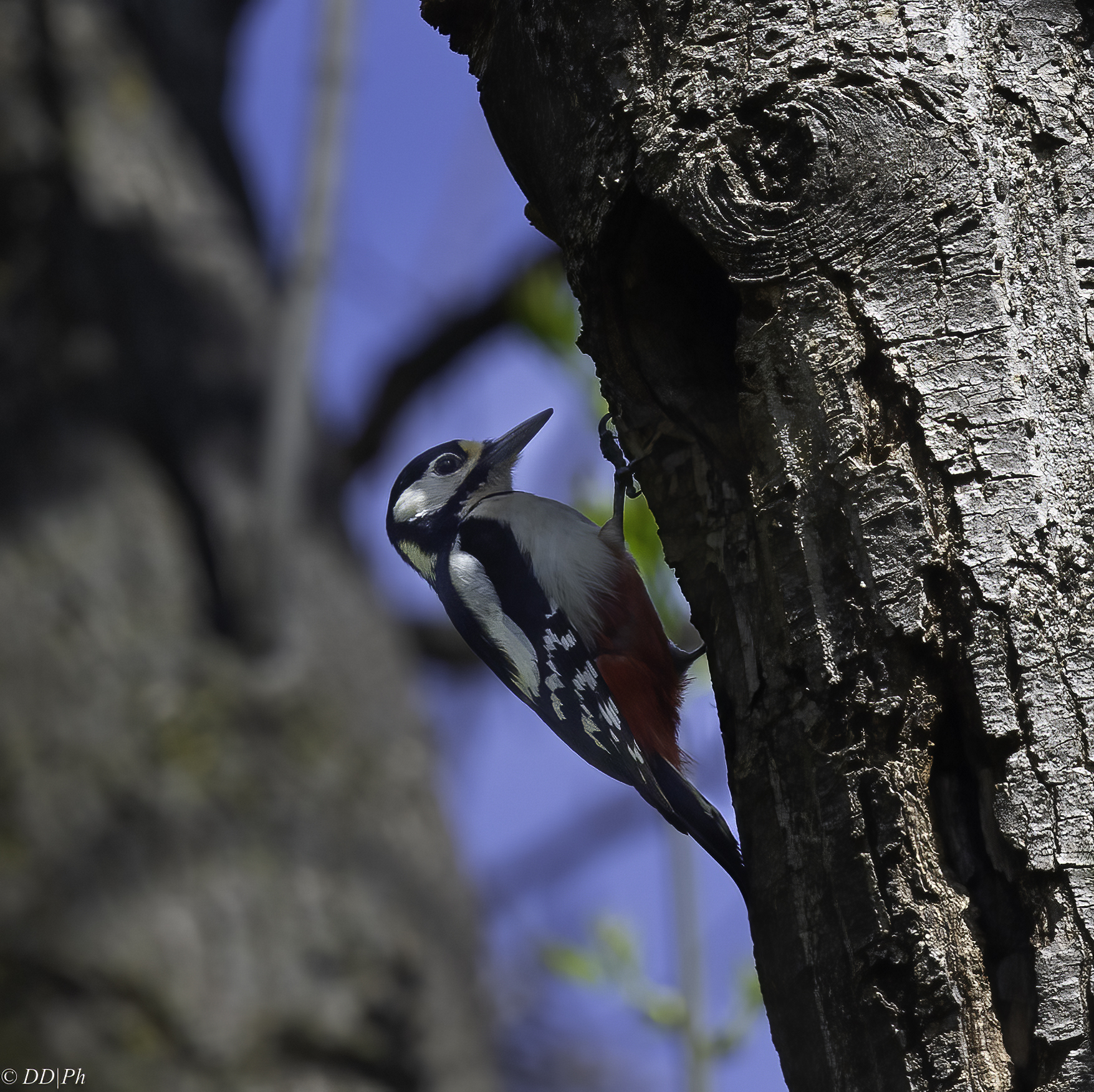 Great spotted woodpecker