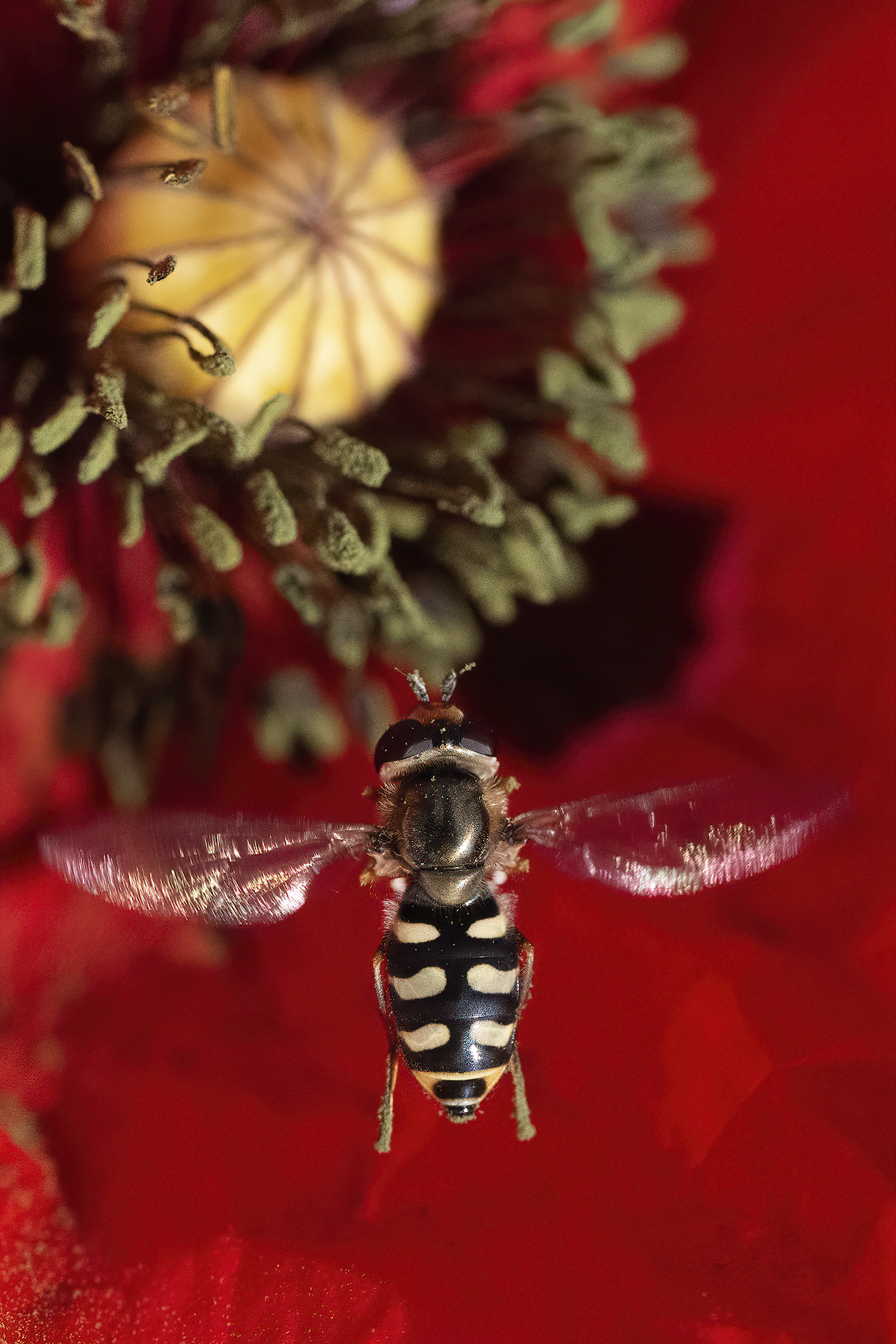 bzzzzz
