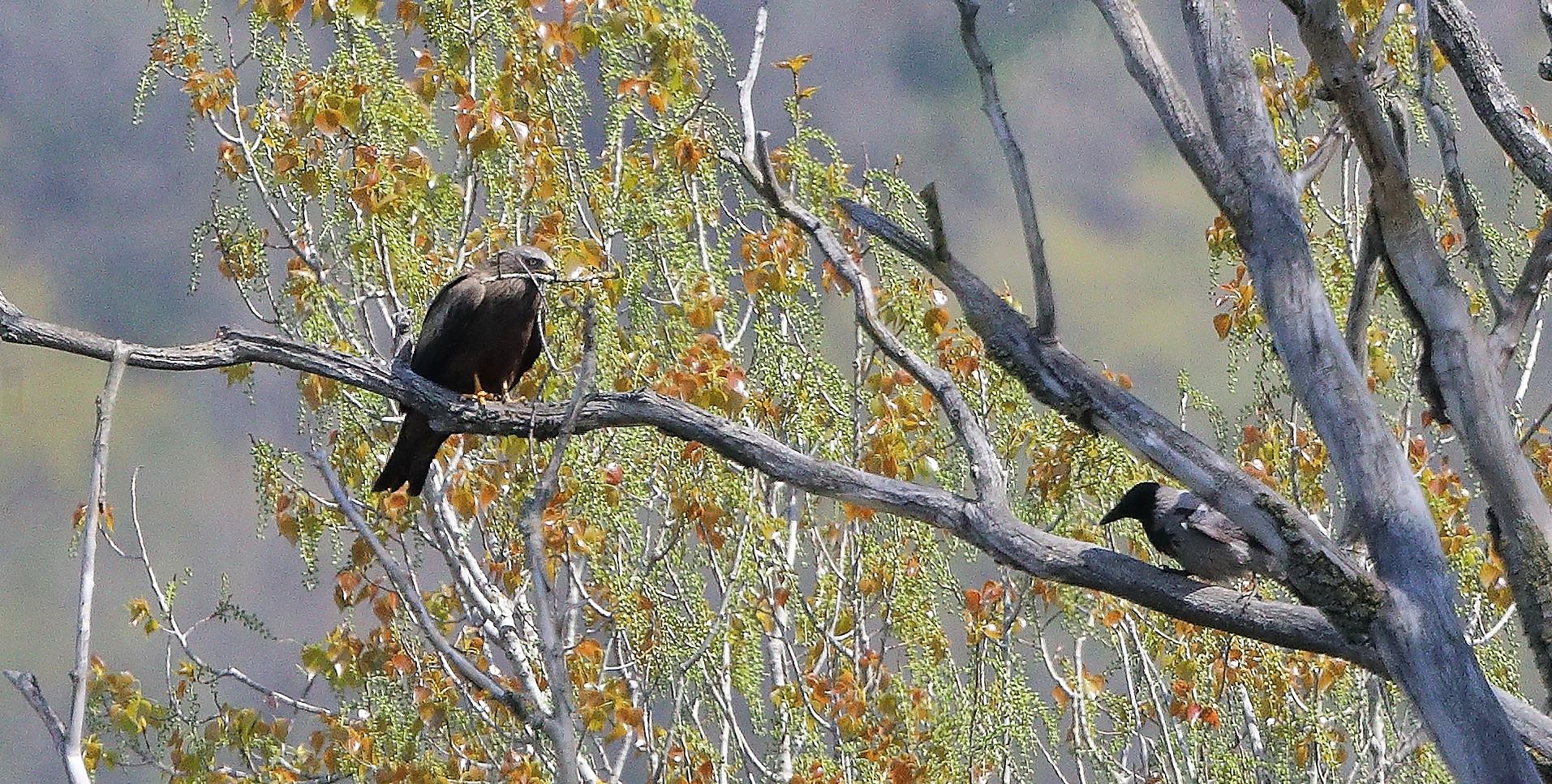 Nibbio bruno 06-04-2023