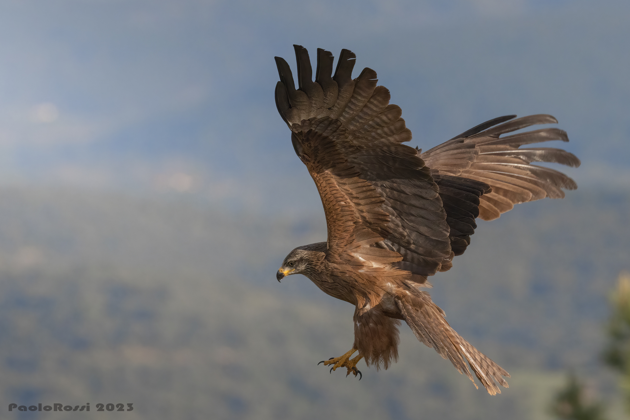 Black kite...
