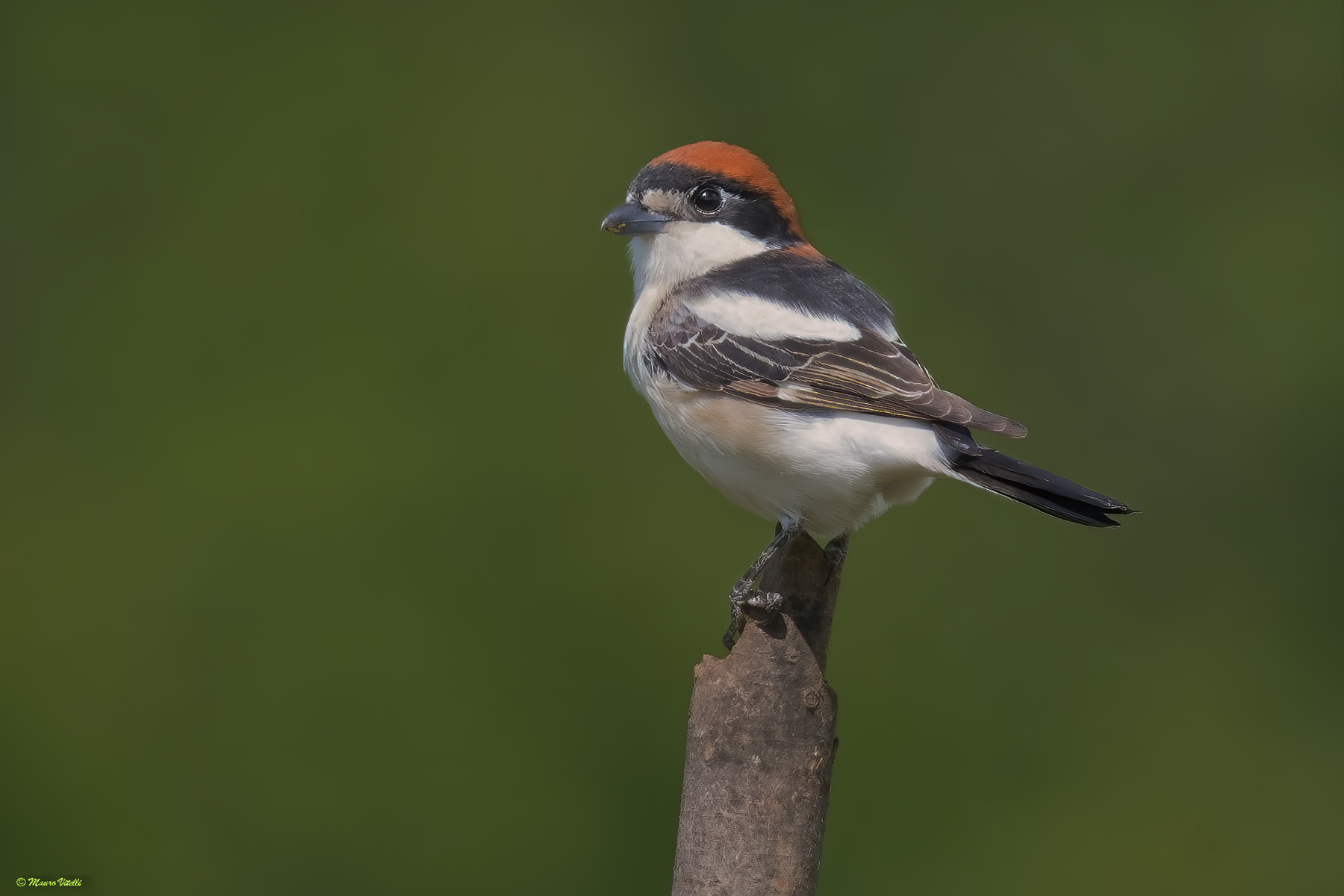 Red-headed Shrike (Lanius senator)