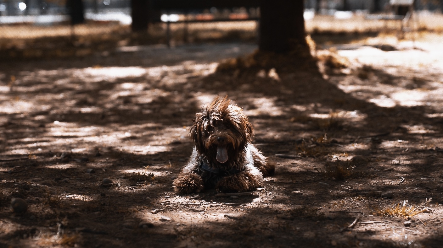 Ombre luci e Lagotti