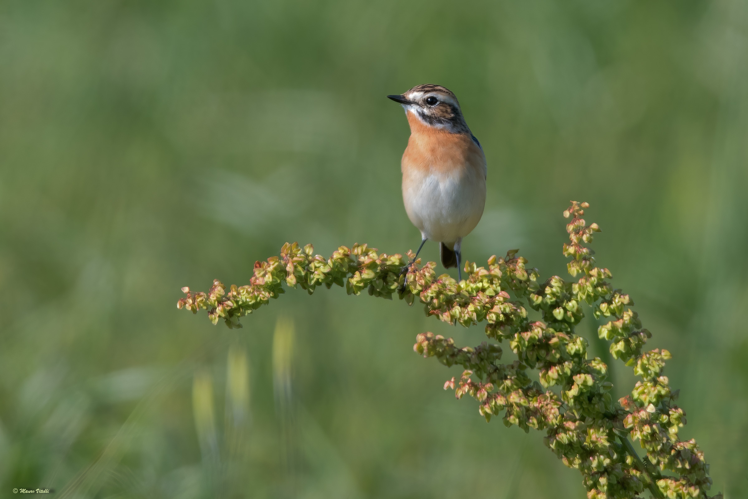 Stiaccino (Saxicola rubetra)
