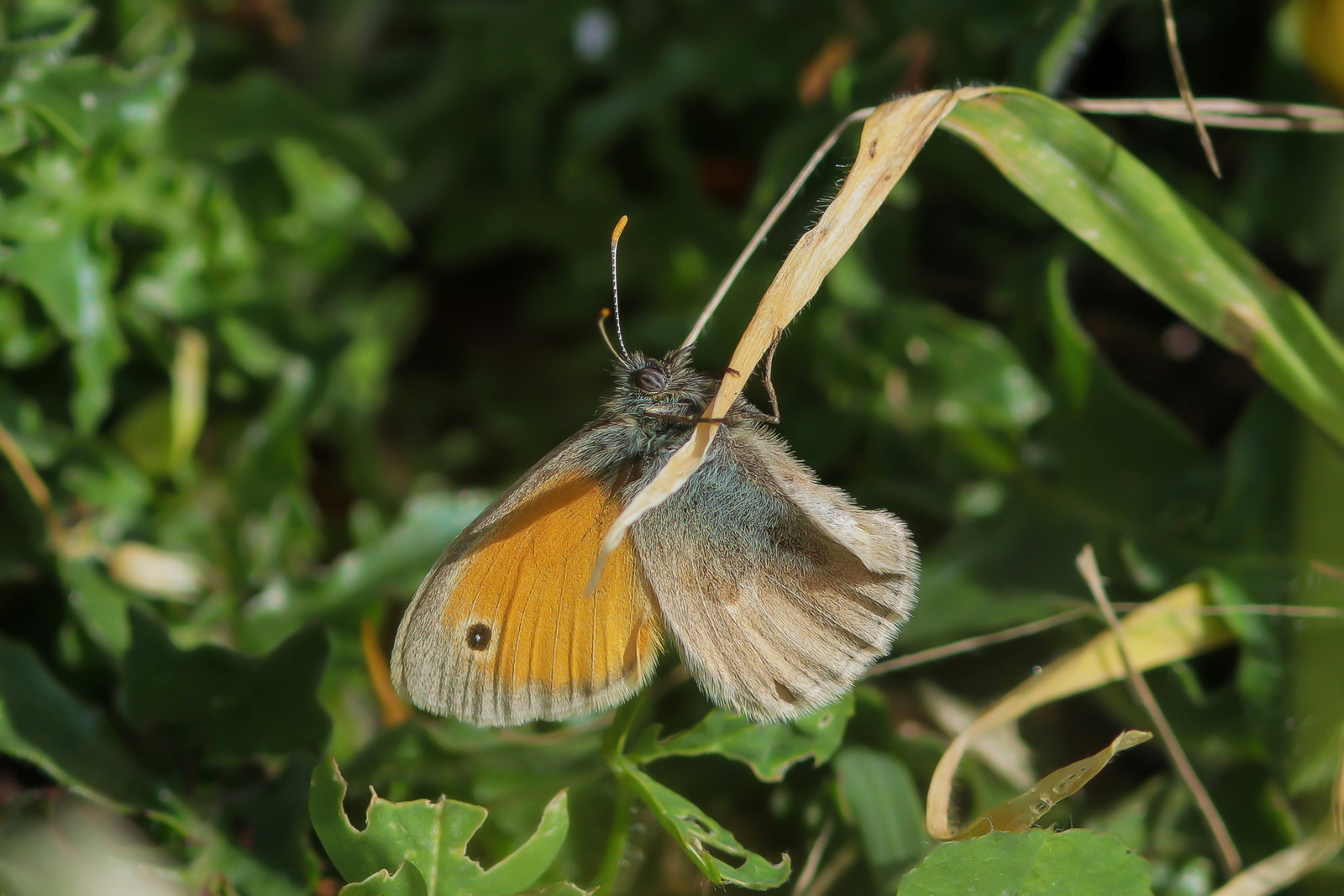 Coenonympha pamphilus