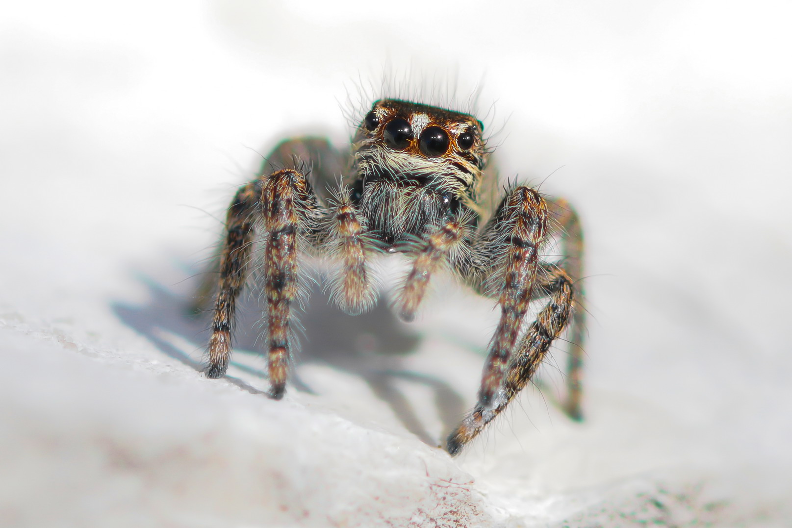 Philaeus chrysops lookout on a rock