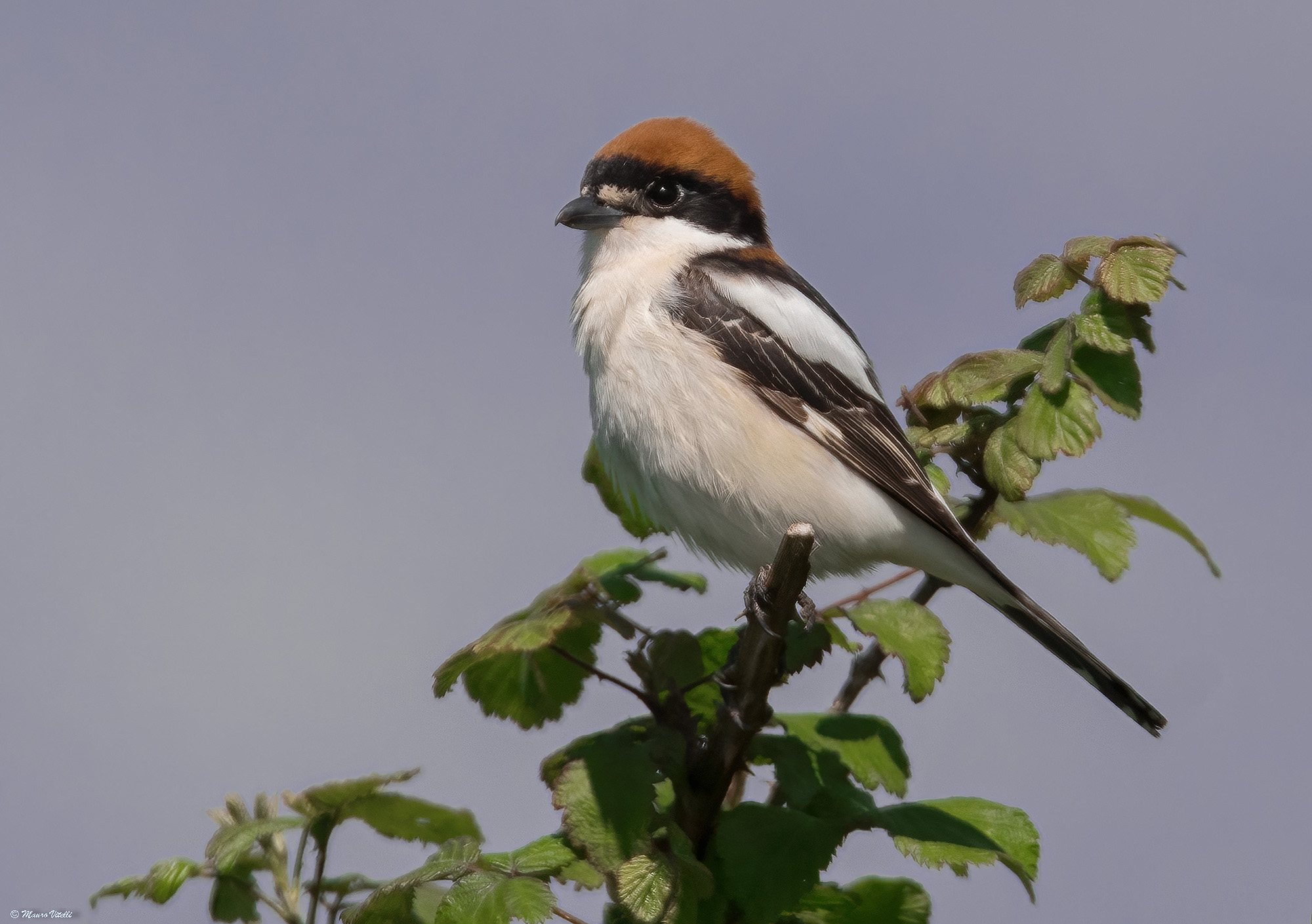 Red-headed Shrike (Lanius senator)