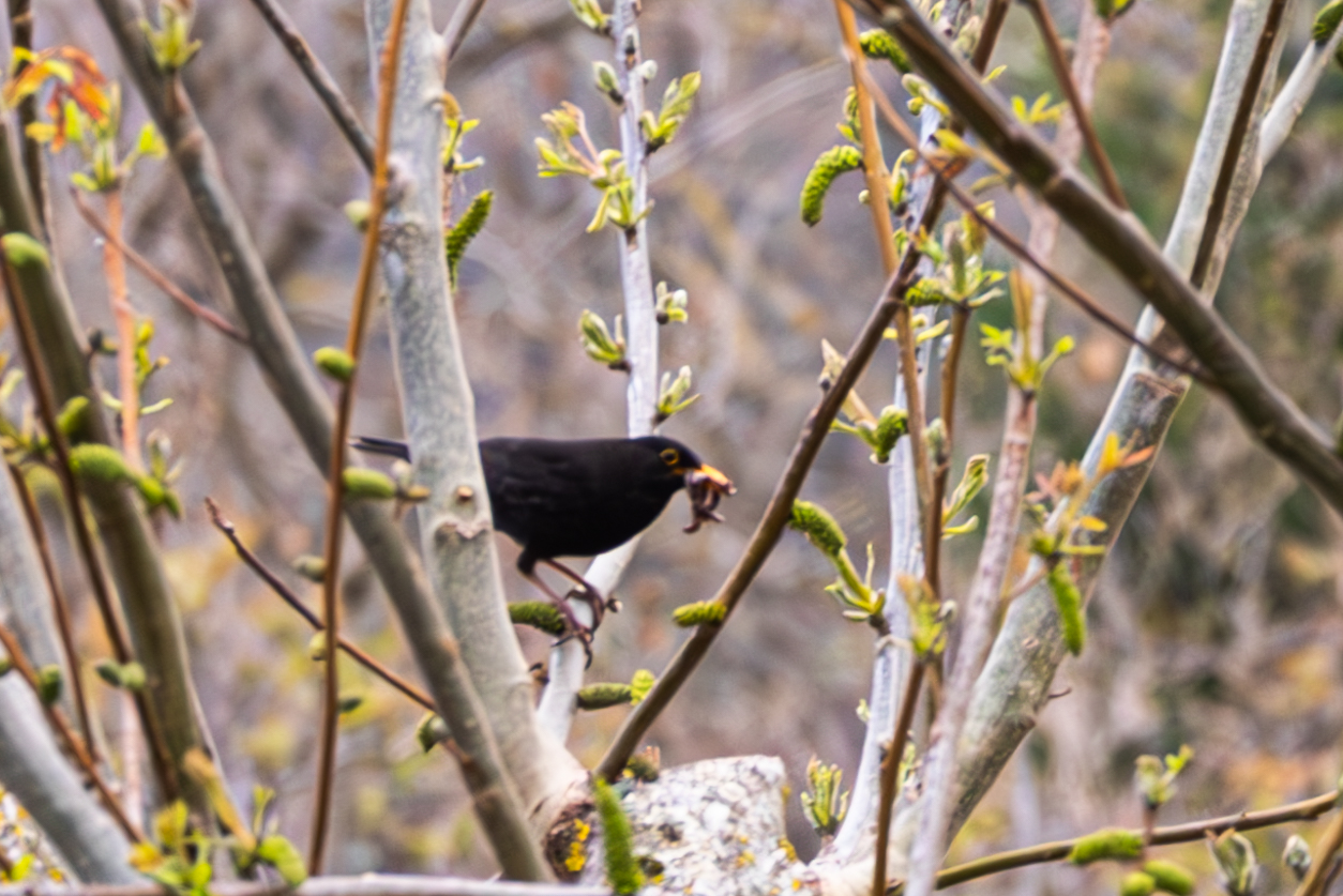Blackbird (duplicator test)