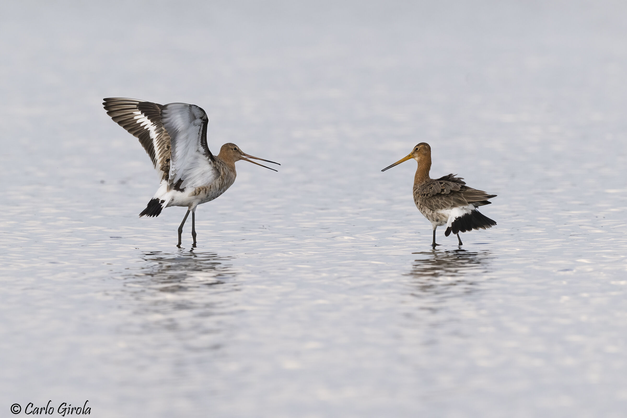 Pittima reale (Limosa limosa)