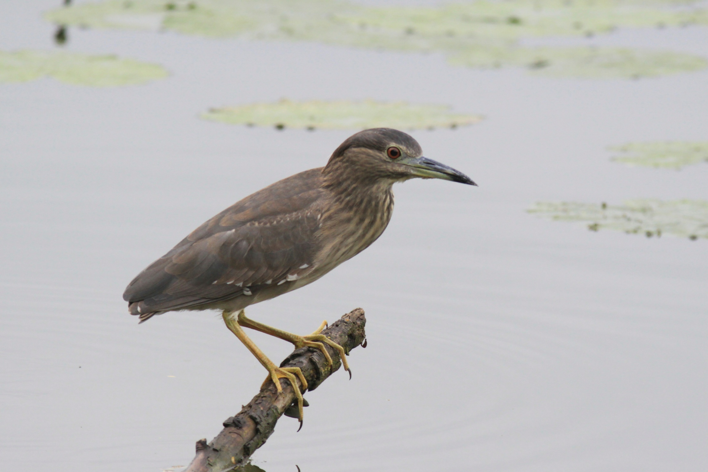 Night Heron